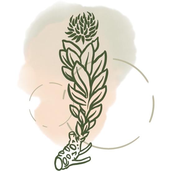 Rhodiola Rosea