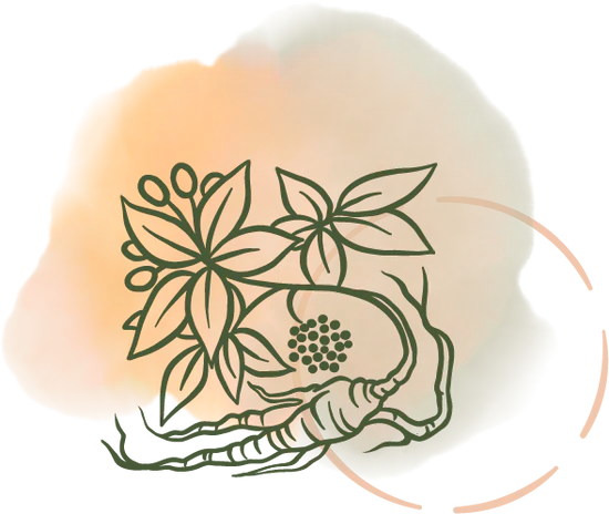 Sibirisk Ginseng